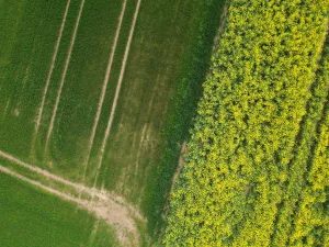 2nisdrone prise de vue aérienne de forêt et colza-8, Droniste qualifié et certifié en Ile de France